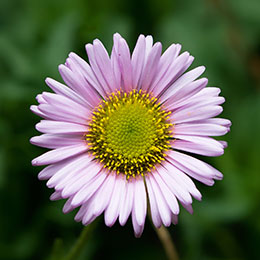 Margarita rosa, Erigeron rosa, Vergerette rosa